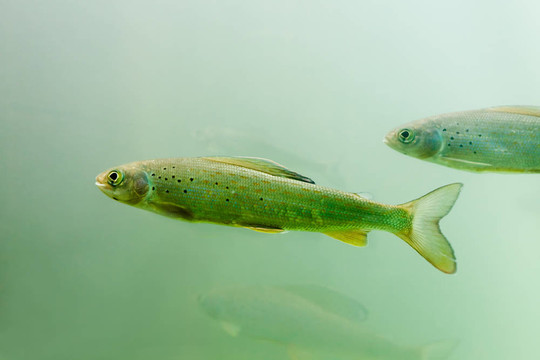 北極茴魚灘（北極茴魚）