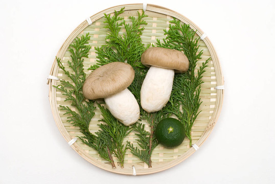 鴻喜菇