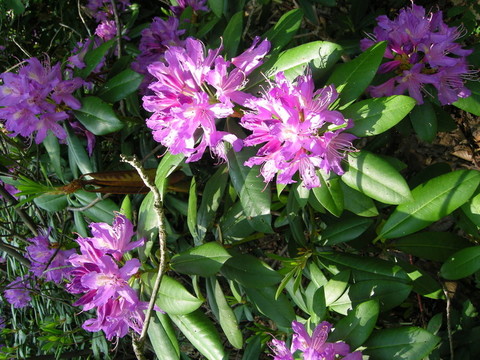 開花