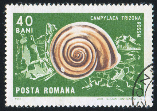 campylaea trizona