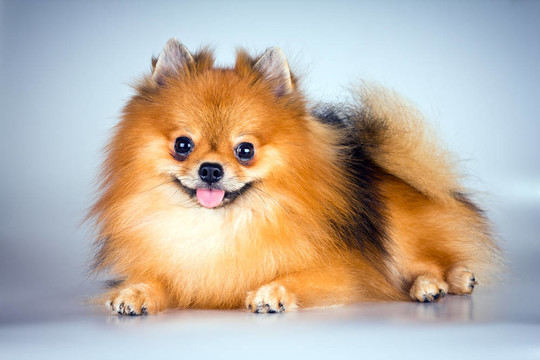博美犬