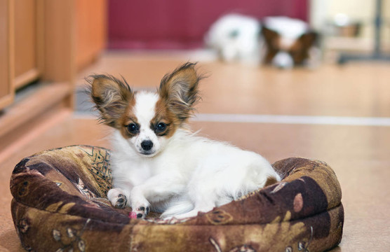 蝴蝶犬