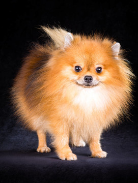 博美犬的小狗