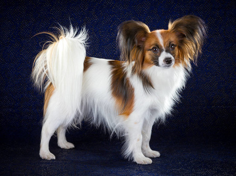 蝴蝶犬
