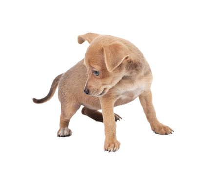 俄羅斯玩具獵犬在白色背景