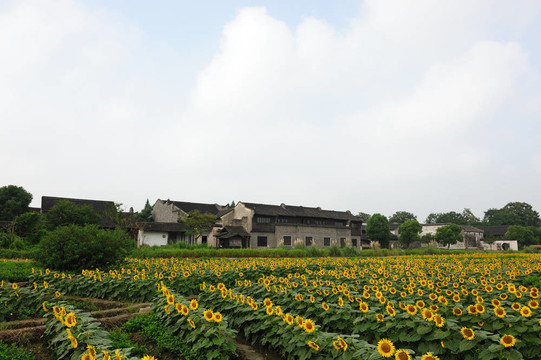 向日葵花田