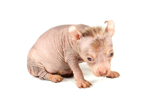 中國冠毛犬幼犬