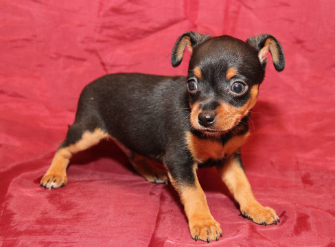 俄羅斯玩具犬