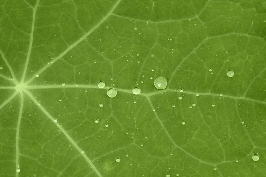 水滴的綠葉