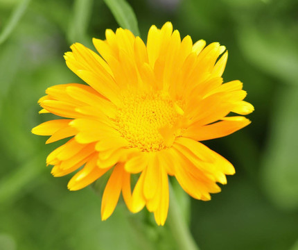 金盞花