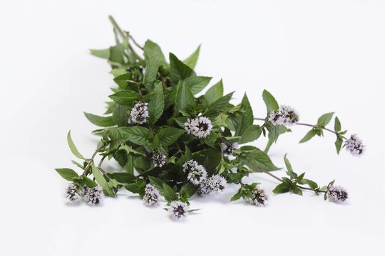 盛開(kāi)的薄荷/水薄荷/