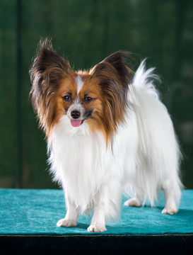 蝴蝶犬