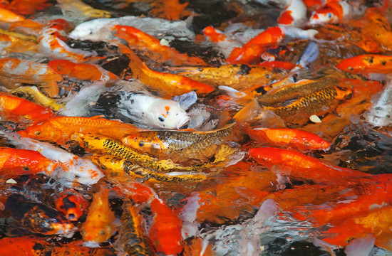 五顏六色的錦鯉魚