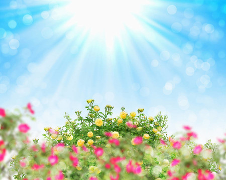 圖片的花