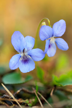 近野生藍(lán)花