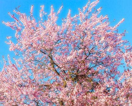 Blooming sakura在藍(lán)天