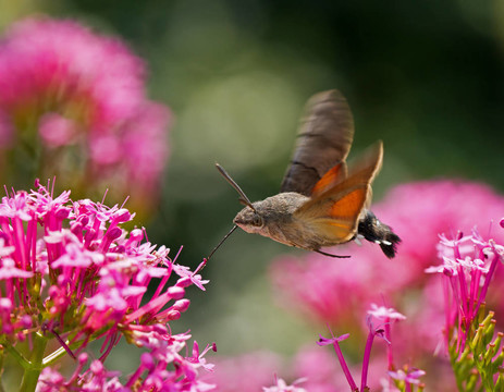 蜂鳥鷹蛾