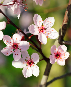 盛開(kāi)的櫻花