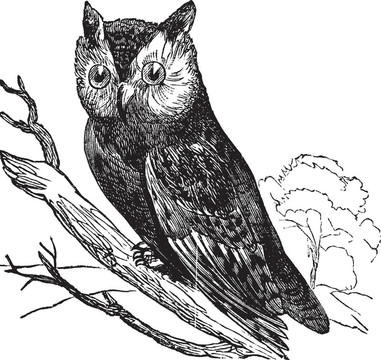 角美國（Scops asio）或美國的貓頭鷹；復(fù)古雕刻。