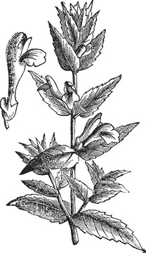 常見的瓜皮帽或黃芩galericulata復古雕刻