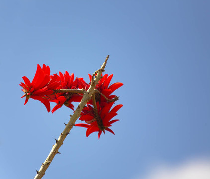 紅色的花