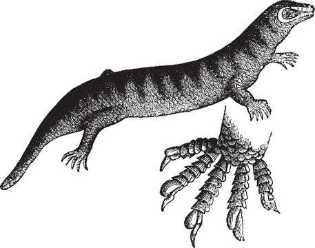 石龍子藥師（scincus officinalis）；復(fù)古雕刻。