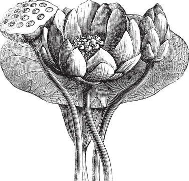 美國(guó)蓮花或Nelumbo lutea；復(fù)古刻插圖