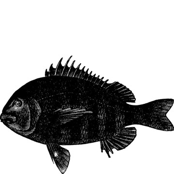 羊頭或Archosargus probatocephalus復(fù)古雕刻