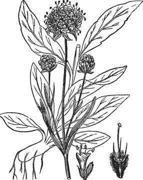 Scabiosa Succisa；復(fù)古雕刻。