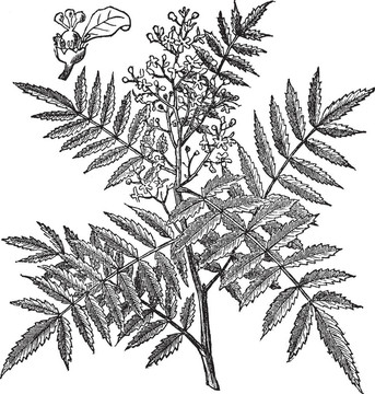 沙因軟（Schinus molle）；復古雕刻。