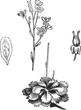 Shadow Saxifrage（Saxifraga umbrosa）；復(fù)古雕刻。
