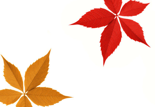 紅與橙葉緣