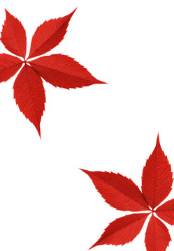 紅秋葉緣