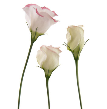 白桔梗花的粉紅色花；三重奏