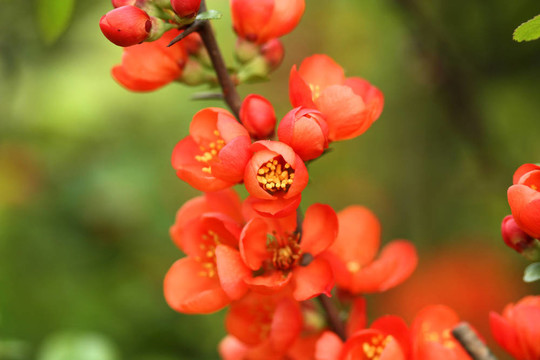 木瓜開花