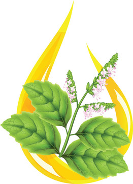 廣藿香精油（Pogostemon cablini）。程式化的下降。