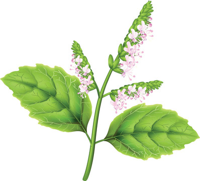 Patchoul（Pogostemon cablini）