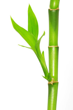 竹