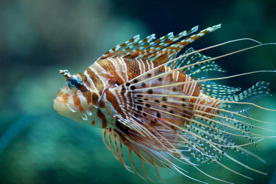 Pterois antennata魚(yú)、獅子魚(yú)