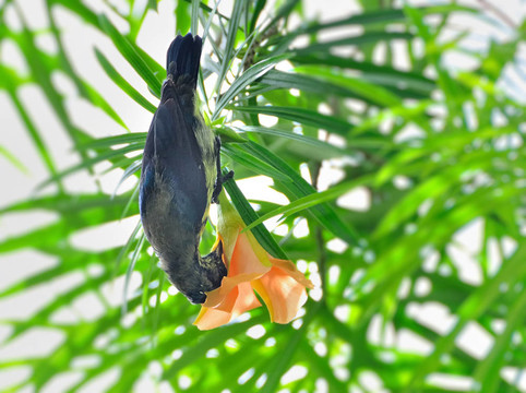 紫色的太陽(yáng)鳥食男性；非繁殖羽
