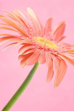 粉色非洲菊