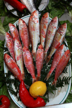 紅鯔魚