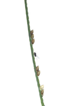 蚜蟲(chóng)