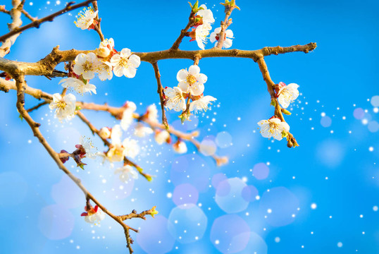 春季開花的氣味。櫻桃弗洛