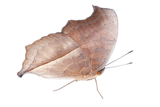 孔雀三色堇蝴蝶；Junonia almana