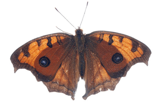 孔雀三色堇蝴蝶；Junonia almana