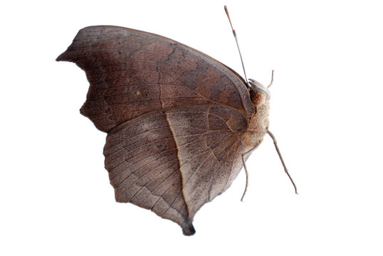 孔雀三色堇蝴蝶；Junonia almana