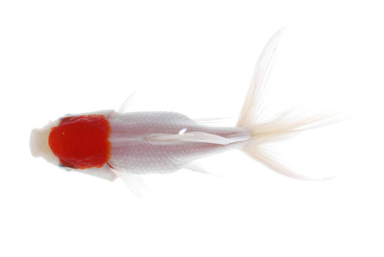 金色的魚(yú)