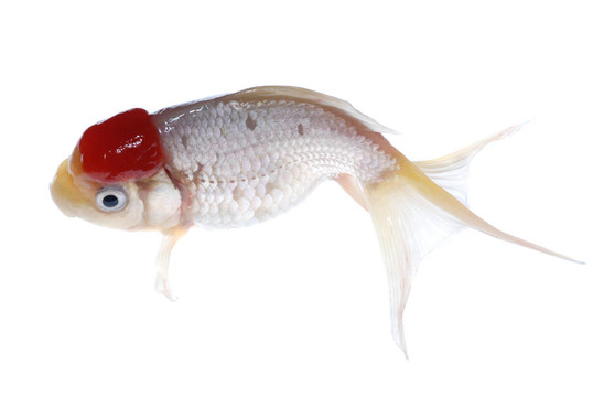 金色的魚