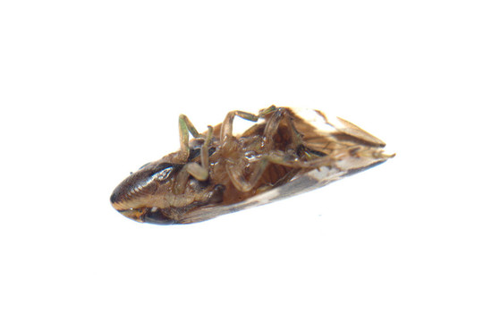 微小的昆蟲葉蟬